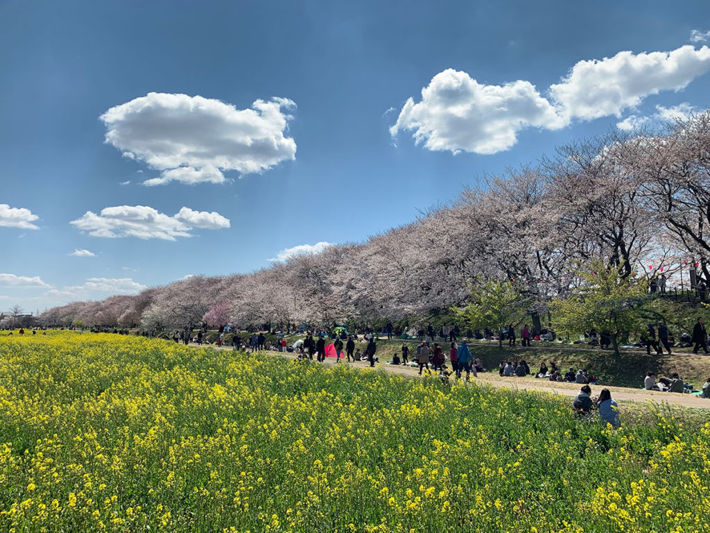cherry-blossoms-in-saitama